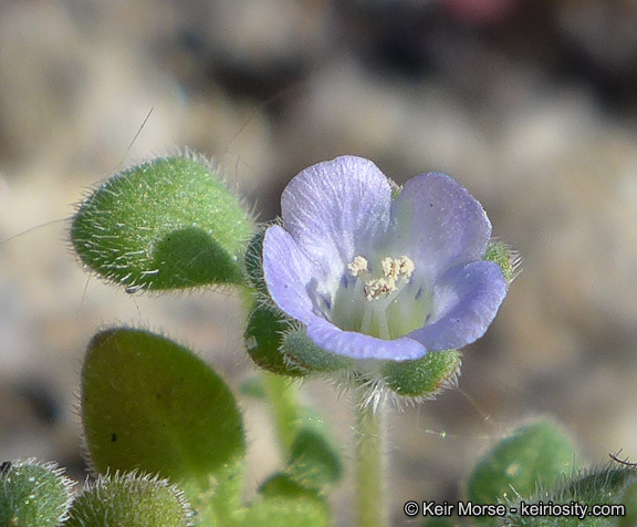 Imagem de Phacelia stellaris Brand