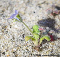 Imagem de Phacelia stellaris Brand