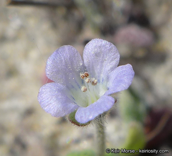 Imagem de Phacelia stellaris Brand