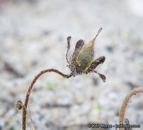 Imagem de Phacelia stellaris Brand