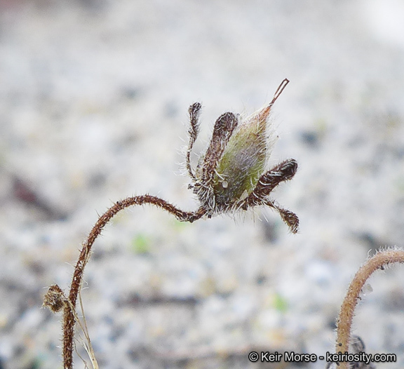 Imagem de Phacelia stellaris Brand