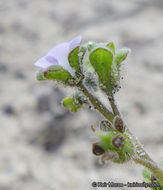 Imagem de Phacelia stellaris Brand