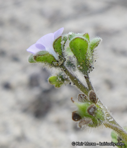 Imagem de Phacelia stellaris Brand