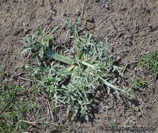 Imagem de Eryngium pendletonense K. L. Marsden & M. G. Simpson