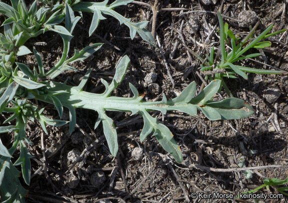 Image of Pendleton's eryngo