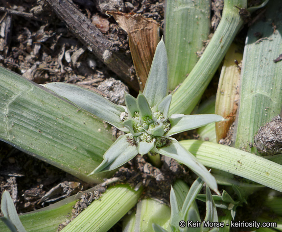 Imagem de Eryngium pendletonense K. L. Marsden & M. G. Simpson