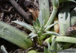 Image de Eryngium pendletonense K. L. Marsden & M. G. Simpson