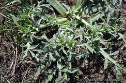 Eryngium pendletonense K. L. Marsden & M. G. Simpson resmi