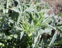 Image de Eryngium pendletonense K. L. Marsden & M. G. Simpson