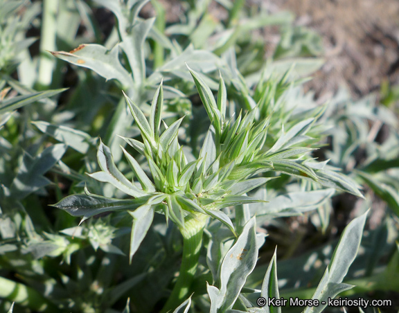 Eryngium pendletonense K. L. Marsden & M. G. Simpson resmi