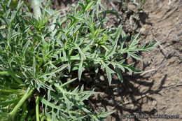 Eryngium pendletonense K. L. Marsden & M. G. Simpson resmi