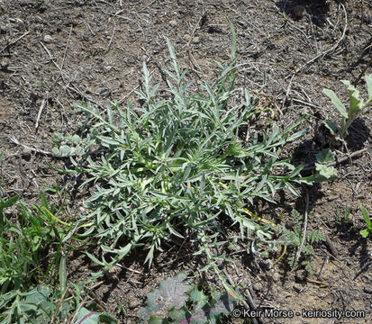 Eryngium pendletonense K. L. Marsden & M. G. Simpson resmi