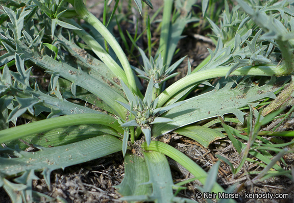 Image de Eryngium pendletonense K. L. Marsden & M. G. Simpson