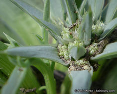 Imagem de Eryngium pendletonense K. L. Marsden & M. G. Simpson