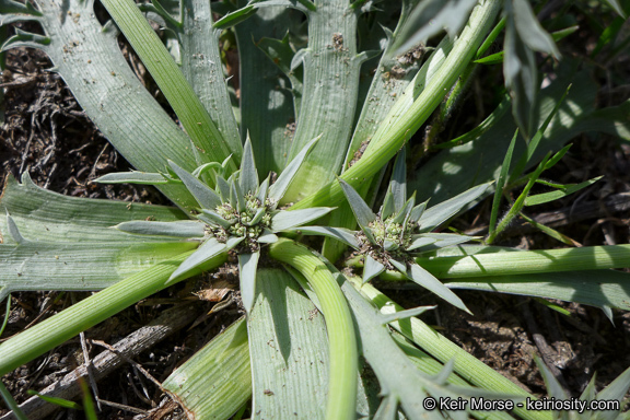 Imagem de Eryngium pendletonense K. L. Marsden & M. G. Simpson