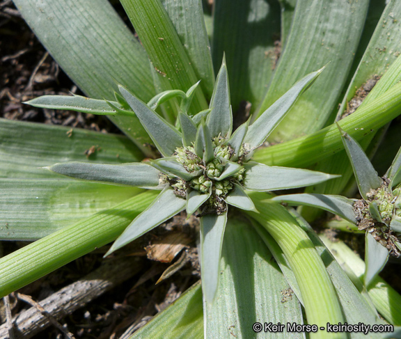 Image de Eryngium pendletonense K. L. Marsden & M. G. Simpson