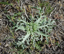 Image of Pendleton's eryngo