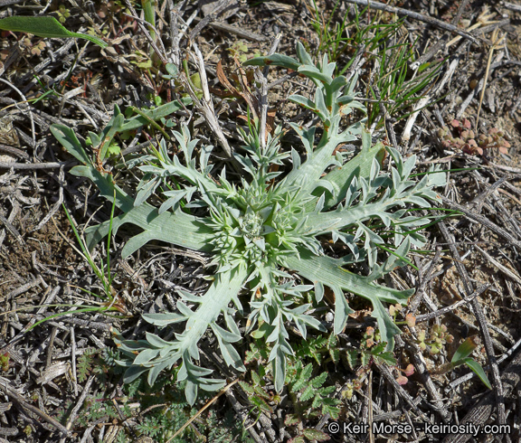 Image de Eryngium pendletonense K. L. Marsden & M. G. Simpson