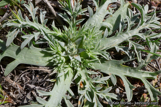 Eryngium pendletonense K. L. Marsden & M. G. Simpson resmi