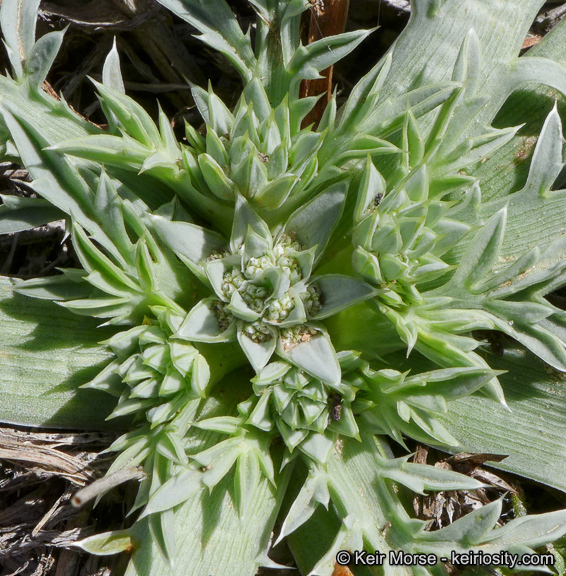 Image of Pendleton's eryngo