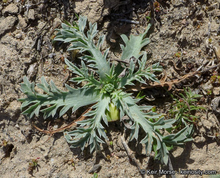 Image of Pendleton's eryngo