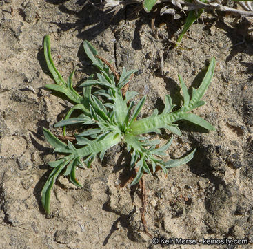 Imagem de Eryngium pendletonense K. L. Marsden & M. G. Simpson