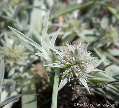 Image of Pendleton's eryngo