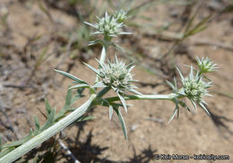 Image de Eryngium pendletonense K. L. Marsden & M. G. Simpson