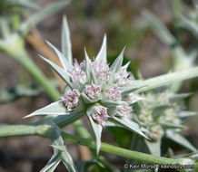 Imagem de Eryngium pendletonense K. L. Marsden & M. G. Simpson