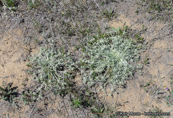 Imagem de Eryngium pendletonense K. L. Marsden & M. G. Simpson