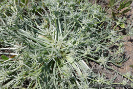 Imagem de Eryngium pendletonense K. L. Marsden & M. G. Simpson