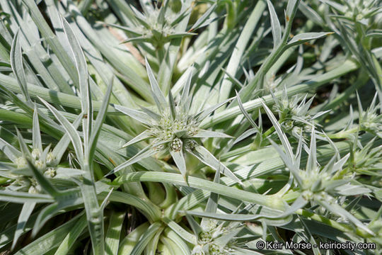 Eryngium pendletonense K. L. Marsden & M. G. Simpson resmi