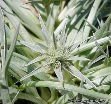 Eryngium pendletonense K. L. Marsden & M. G. Simpson resmi