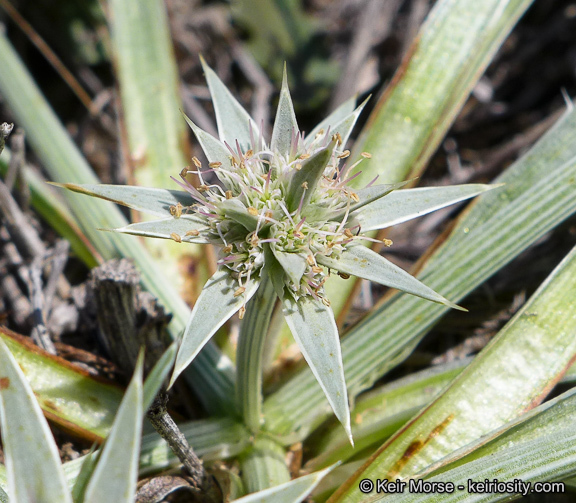 Imagem de Eryngium pendletonense K. L. Marsden & M. G. Simpson