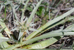 Imagem de Eryngium pendletonense K. L. Marsden & M. G. Simpson