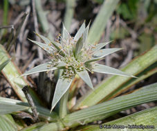 Imagem de Eryngium pendletonense K. L. Marsden & M. G. Simpson