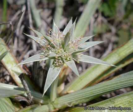 Eryngium pendletonense K. L. Marsden & M. G. Simpson resmi