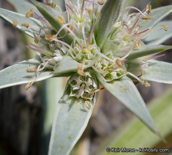 Imagem de Eryngium pendletonense K. L. Marsden & M. G. Simpson