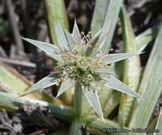 Imagem de Eryngium pendletonense K. L. Marsden & M. G. Simpson