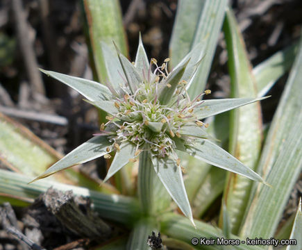 Eryngium pendletonense K. L. Marsden & M. G. Simpson resmi