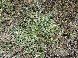 Imagem de Eryngium pendletonense K. L. Marsden & M. G. Simpson