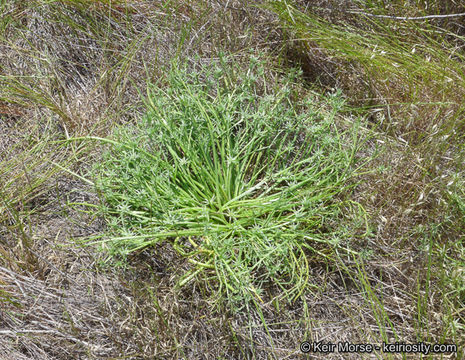 Image de Eryngium pendletonense K. L. Marsden & M. G. Simpson