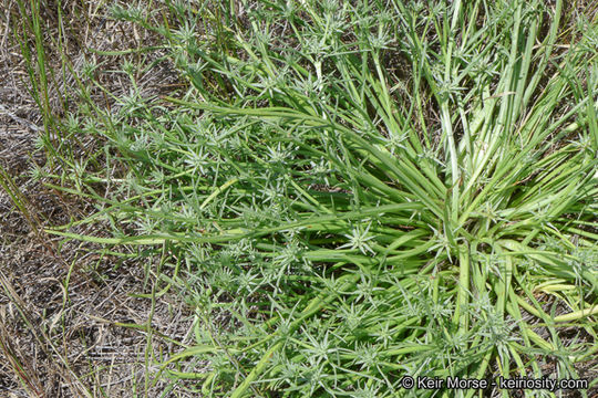 Image de Eryngium pendletonense K. L. Marsden & M. G. Simpson