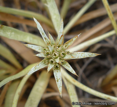 Image de Eryngium pendletonense K. L. Marsden & M. G. Simpson