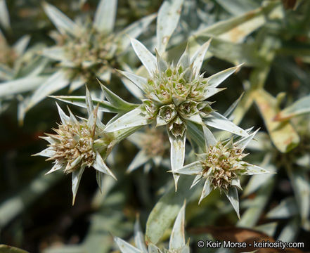 Image de Eryngium pendletonense K. L. Marsden & M. G. Simpson