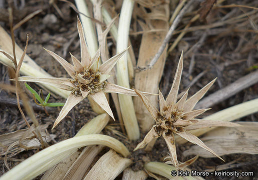 Image de Eryngium pendletonense K. L. Marsden & M. G. Simpson