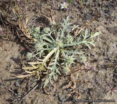 Image de Eryngium pendletonense K. L. Marsden & M. G. Simpson