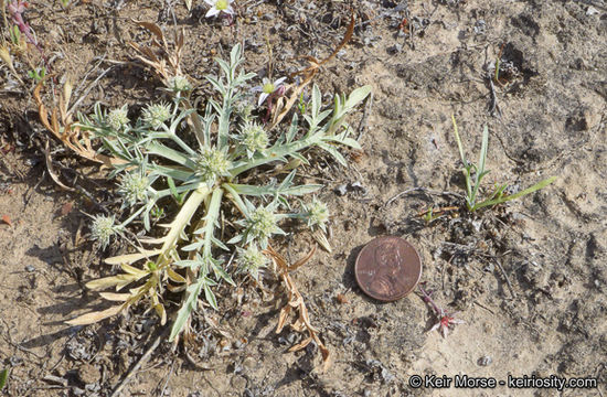 Image de Eryngium pendletonense K. L. Marsden & M. G. Simpson