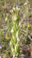 Image of attenuate Indian paintbrush