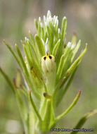 Image of attenuate Indian paintbrush